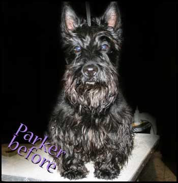 Skottish Terrier before grooming