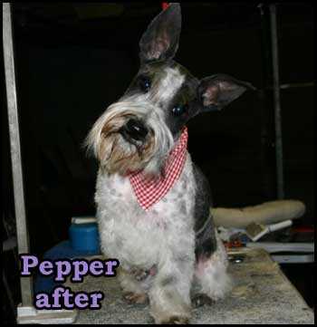 Miniature Schnauzer mix after grooming - supercute!
