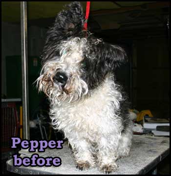 Miniature Schnauzer mix in bad shape...