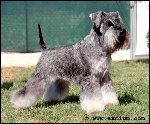 Axcium Pollyanna's Protegee