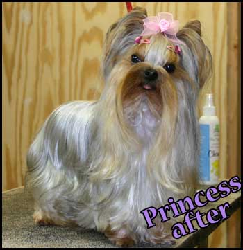Yorkshire Terrier after groom