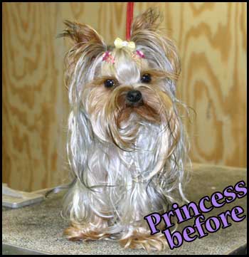 Yorkshire Terrier in full coat