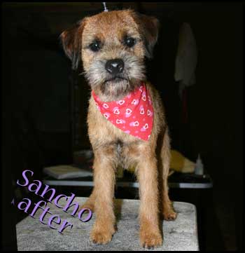 Border Terrier after grooming - simply handsome!