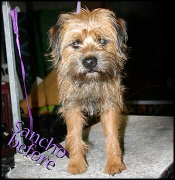 Border Terrier in need of grooming!
