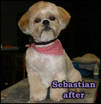 Shih Tzu after grooming