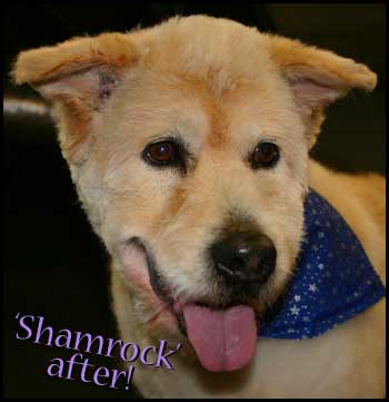 Shamrock after having a bath and a haircut