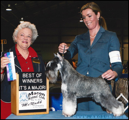 Ch Bravo's Axcium Point