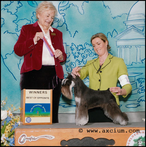 Axcium's Star Witness