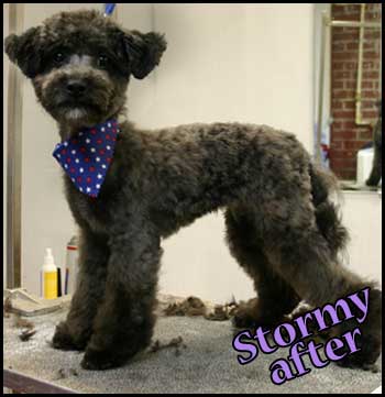 Puppy after grooming