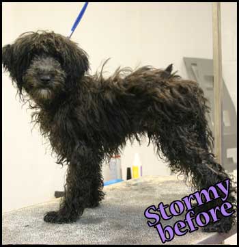 Extremely ungroomed puppy...