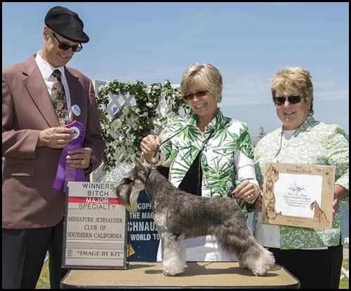 Ch Axcium's Summer Love at Carmel Winners Bitch at The Great Western