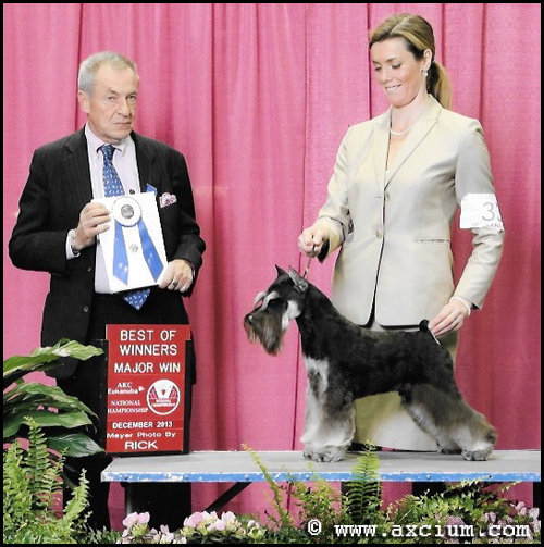 CH Axcium's Taking No Bull - Best of Winners at Eukanuba!