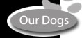 Our Dogs