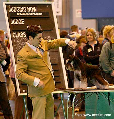 Miniature Schnauzer Crufts 2007