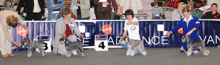 The winners of the 4 bitch classes