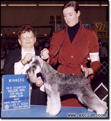 Ch Axcium's Cavalleria Rusticana