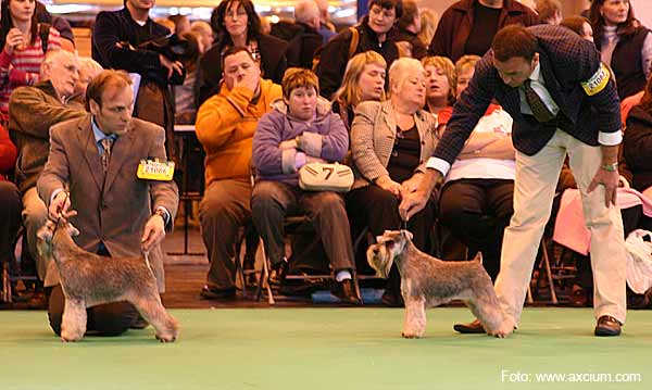 Miniature Schnauzer Crufts 2007