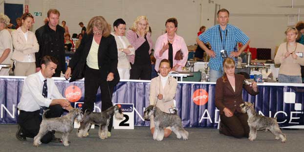 All winners of the 4 dog classes