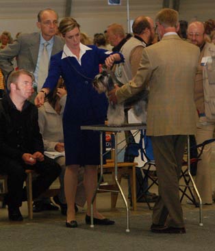 Examination of miniature schnauzer