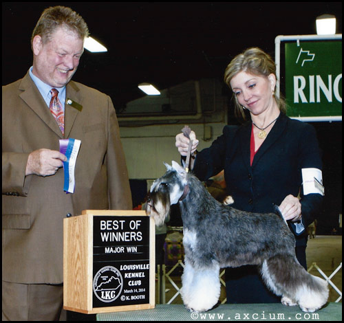 Ch Bravo's Axcium Major Point