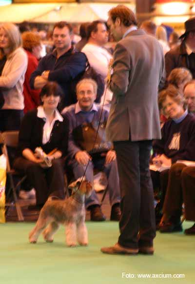 Miniature Schnauzer Crufts 2007