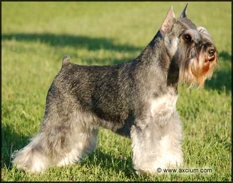 miniature schnauzer