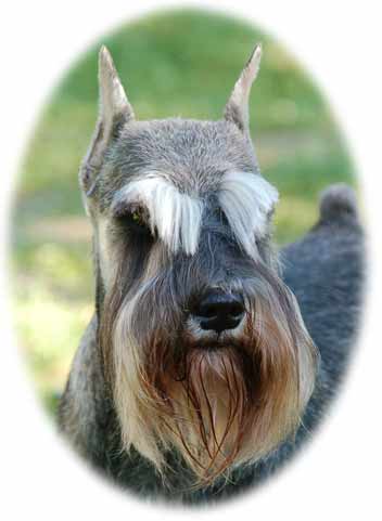 Miniature Schnauzer Headstudy - Ch Axcium's Cavalleria Rusticana