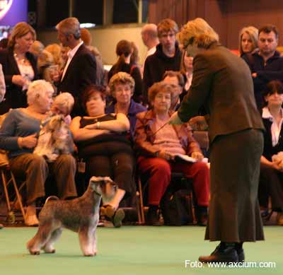 Miniature Schnauzer Crufts 2007