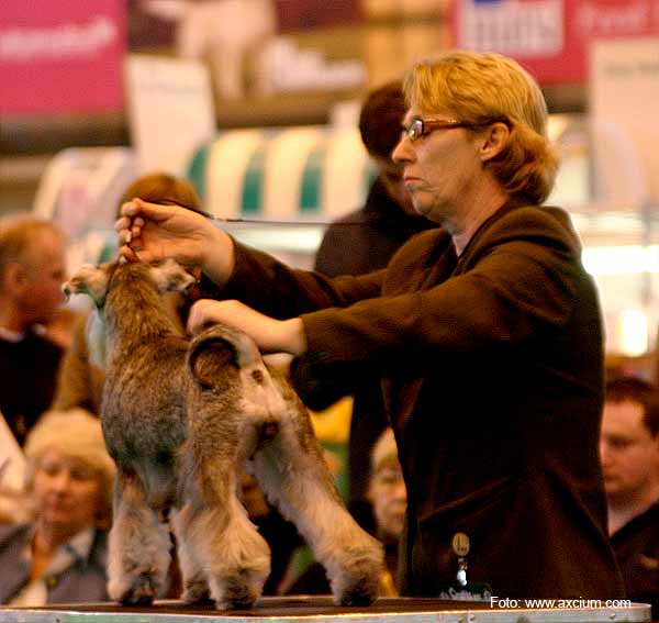 Miniature Schnauzer Crufts 2007