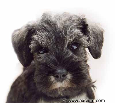 Miniature Schnauzer FAQ