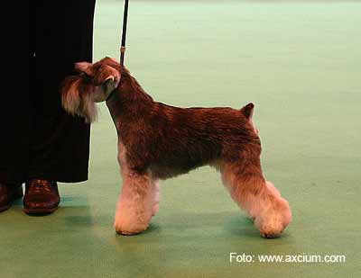 Miniature Schnauzer Crufts 2007