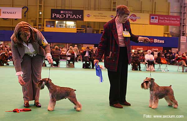 Miniature Schnauzer Crufts 2007