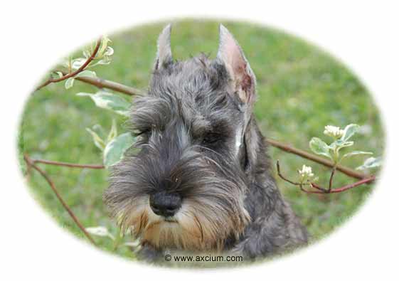 miniature schnauzer puppy