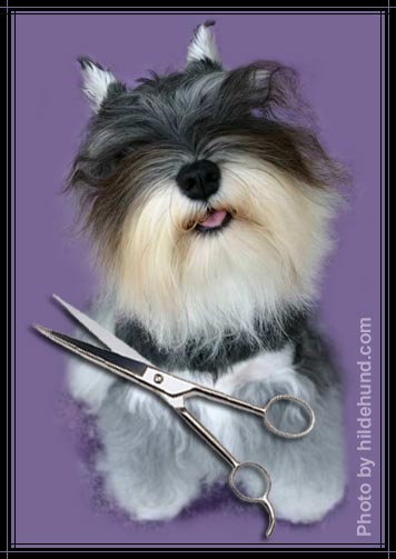 Schnauzer in need of grooming!