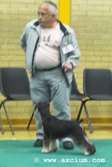 black and silver miniature schnauzer