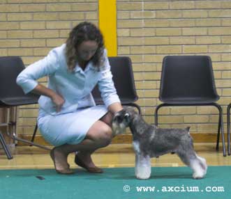 post graduate dog second