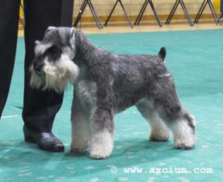 winner of puppy class