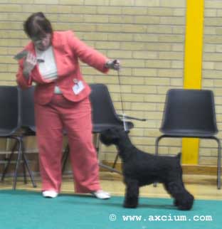 special limit dog second