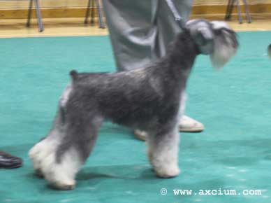 minor puppy class winner