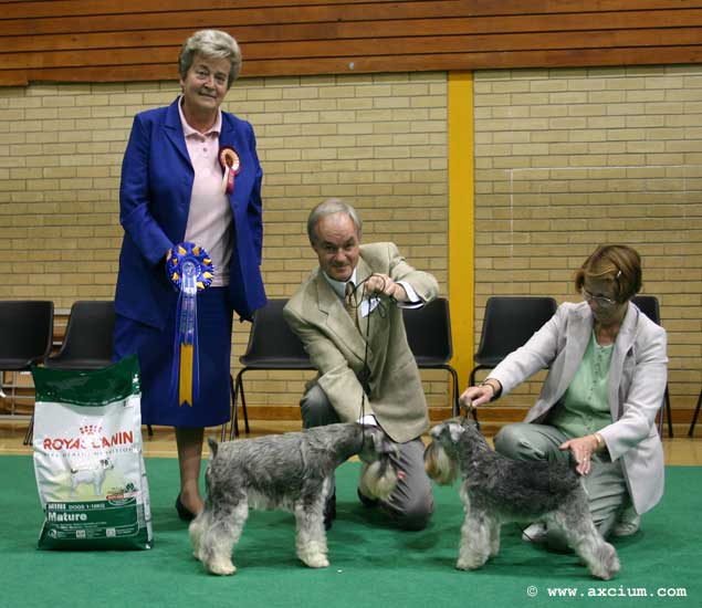 Best in Show veterans