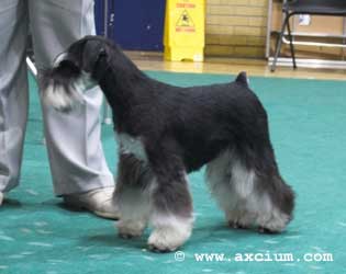 special limit black/silver and black