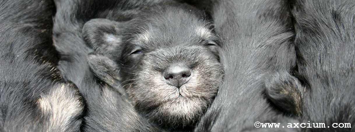 Miniature Schnauzer Puppies