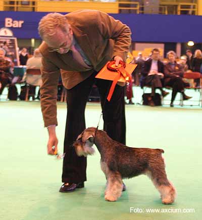 Miniature Schnauzer Crufts 2007