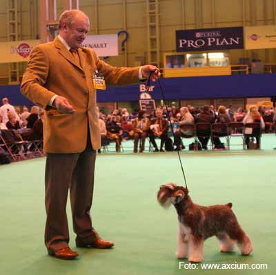 Miniature Schnauzer Crufts 2007