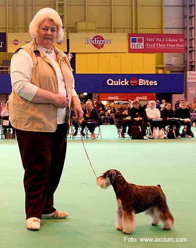 Miniature Schnauzer Crufts 2007