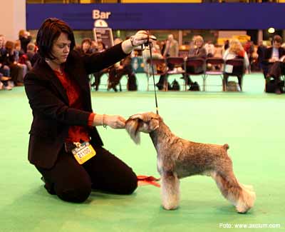Miniature Schnauzer Crufts 2007