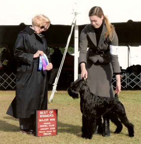 Ch Barwood's Skyler winning a major in Florida, Jan 08