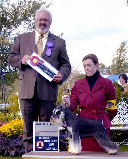 miniature schnauzer: Ch Destineez Texas Ranger