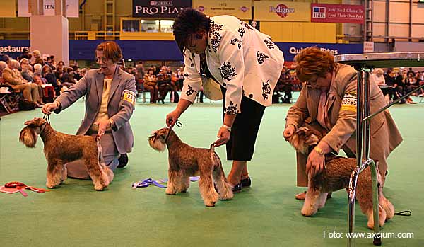 Miniature Schnauzer Crufts 2007