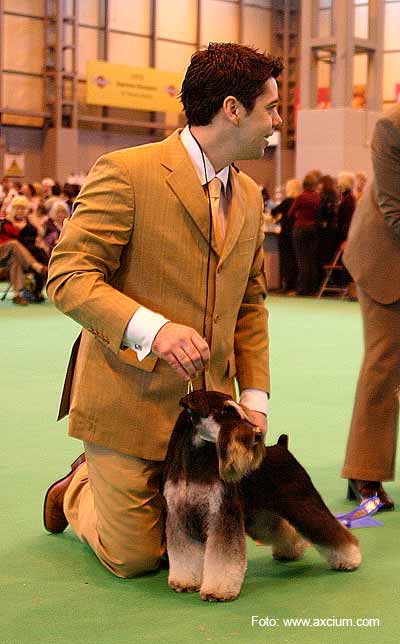 Miniature Schnauzer Crufts 2007